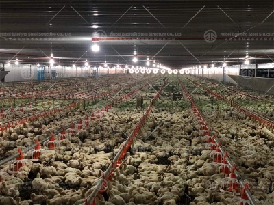 Weather-Resistant Chicken