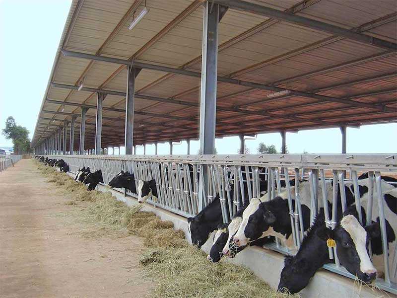 Steel cow farm
