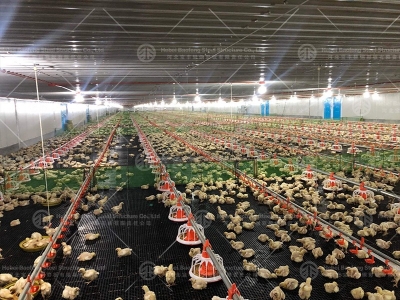 steel structure chicken house