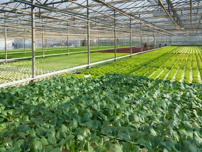 What are the advantages of steel structure greenhouse？